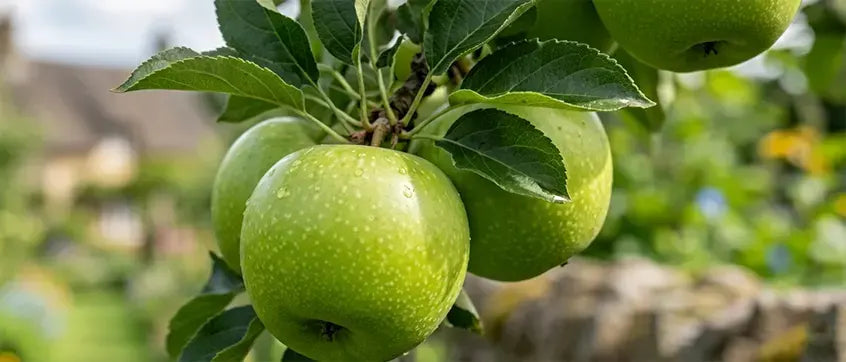 Swiss Apple Stem Cells -
