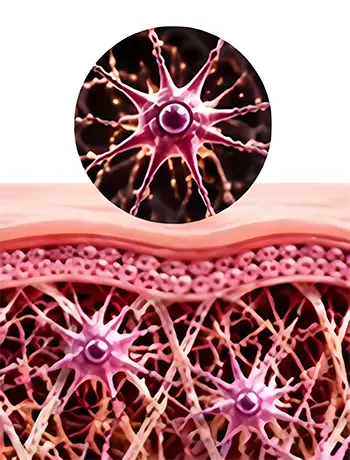 Active
Fibroblasts