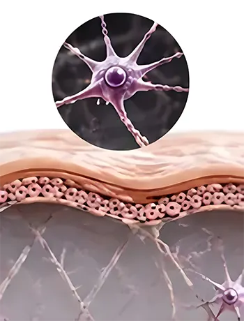 InActive
Fibroblasts